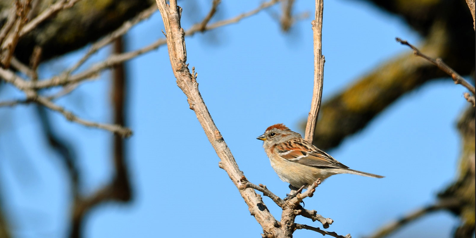 A sparrow on a branch. Photo by Courtney Celley, U.S. Fish and Wildlife Service A sparrow on a branch. Photo by Courtney Celley, U.S. Fish and Wildlife Service