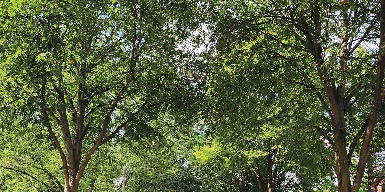 Trees on the Northside Greenway