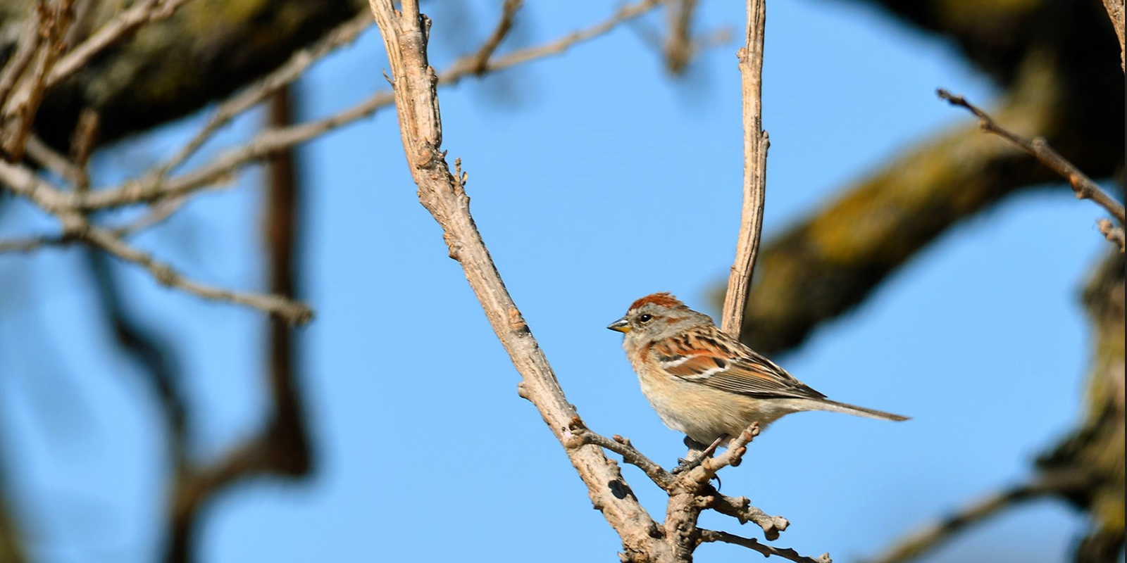 A sparrow on a branch. Photo by Courtney Celley, U.S. Fish and Wildlife Service