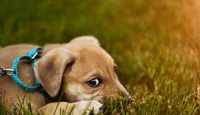 Cute puppy laying in the grass