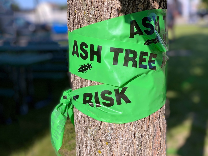 Tree with tag that says ash tree at risk