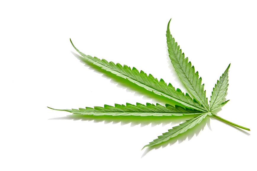 Cannabis leaf