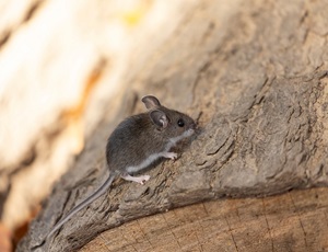 Deer mouse on tree stump