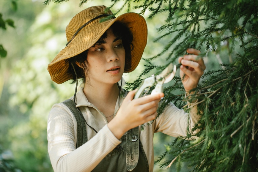 Person trimming a tree