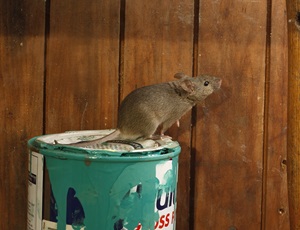 House mouse sitting on paint can