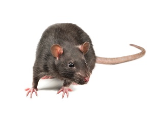 Rat