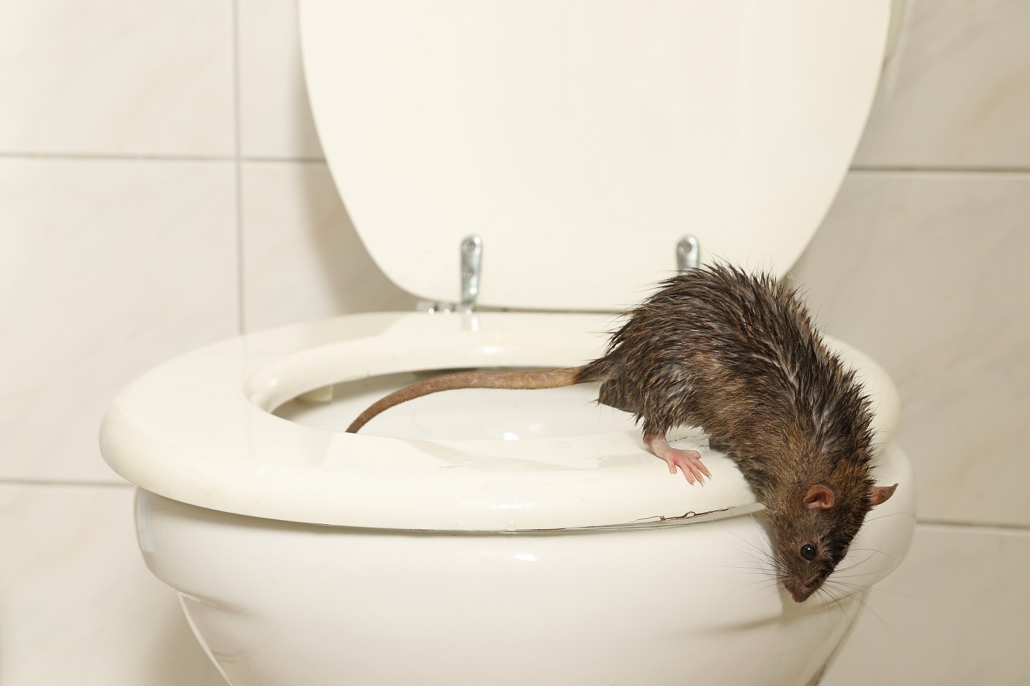 Rat crawling out of toilet