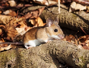 White-footed deer mouse by leaves and tree roots