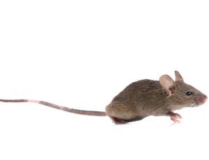 gray mouse