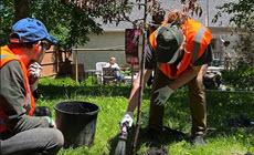 two people planting a tree